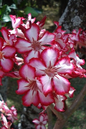 Adenium multiflorum