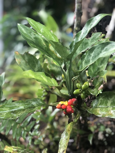 Aglaonema commutatum
