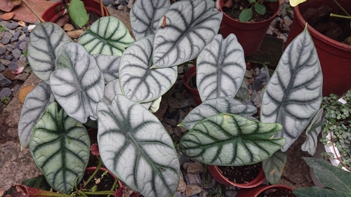 Alocasia baginda