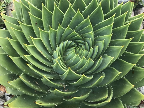 Aloe polyphylla