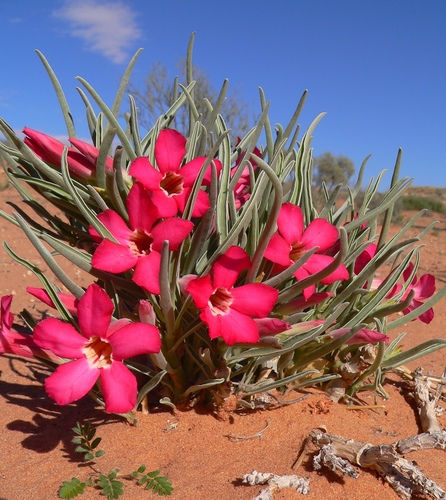Apocynaceae