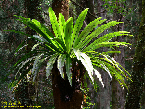 Asplenium antiquum