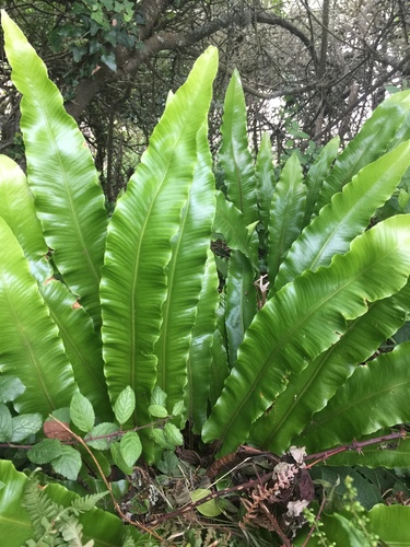 Asplenium scolopendrium