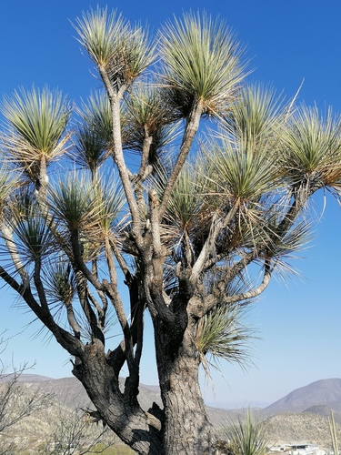 Beaucarnea gracilis