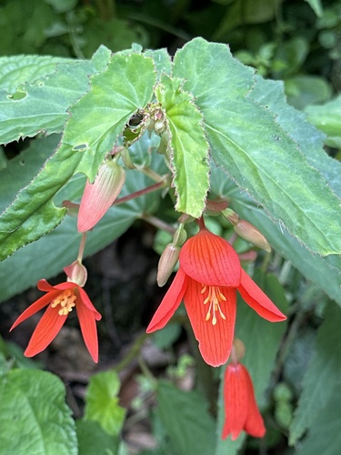 Begonia boliviensis