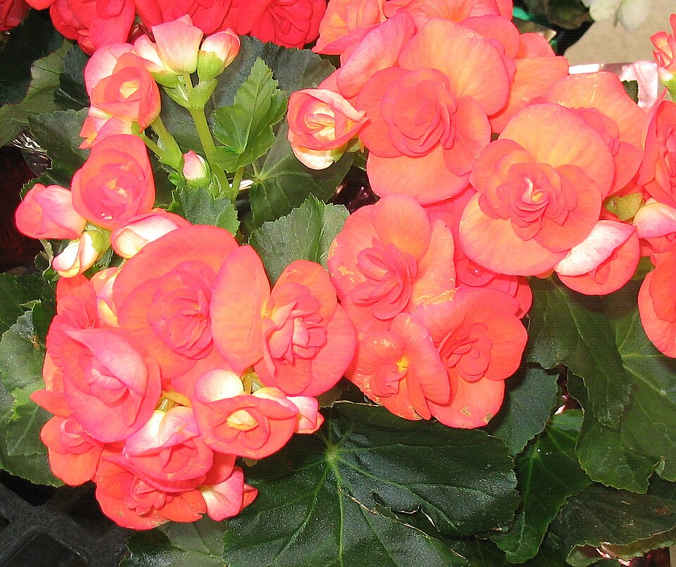 Begonia hybrid
