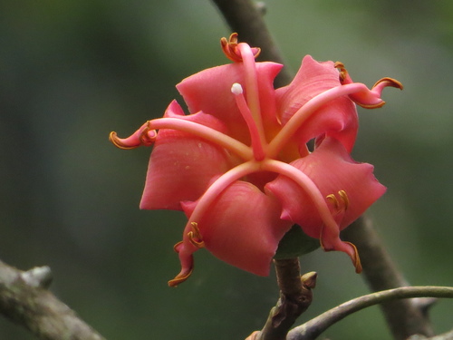 Bombacoideae