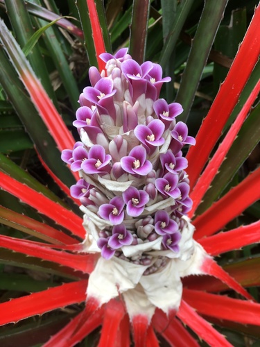 Bromelioideae