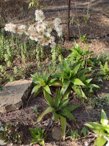 Callisia fragrans