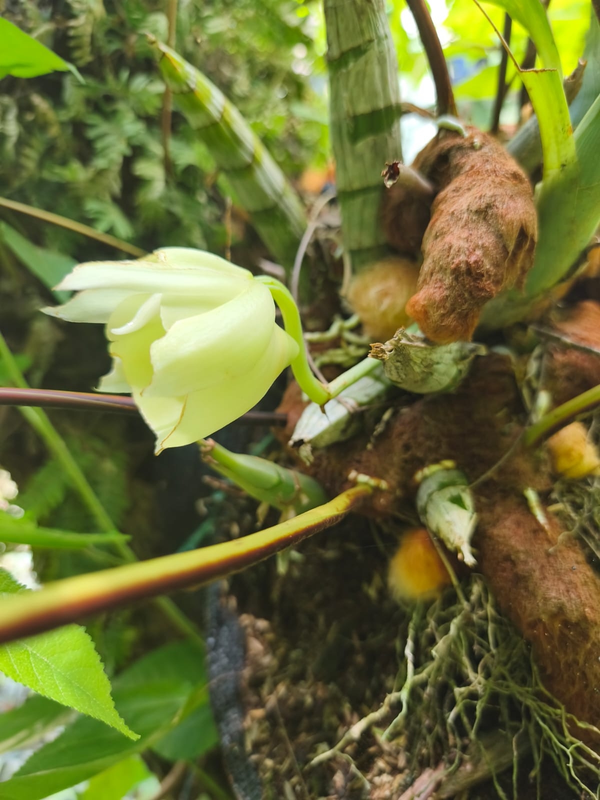 Catasetum pileatum