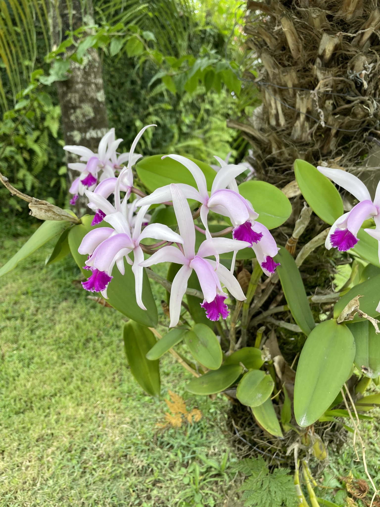 Cattleya Bow Bells