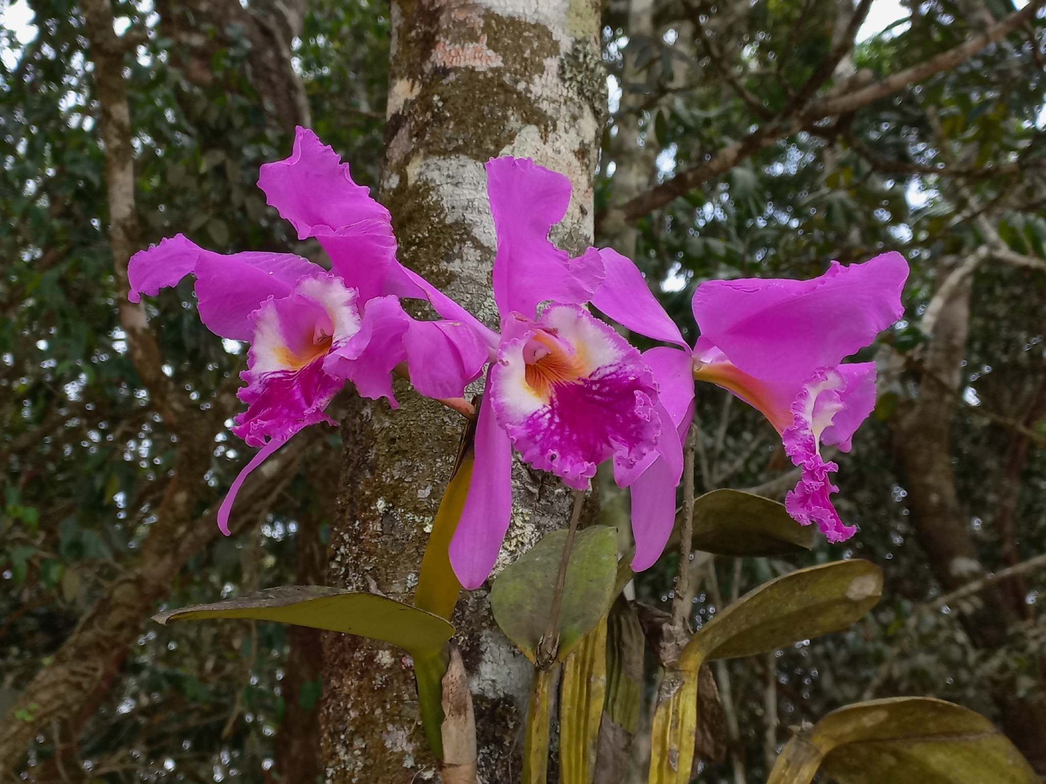 Cattleya labiata