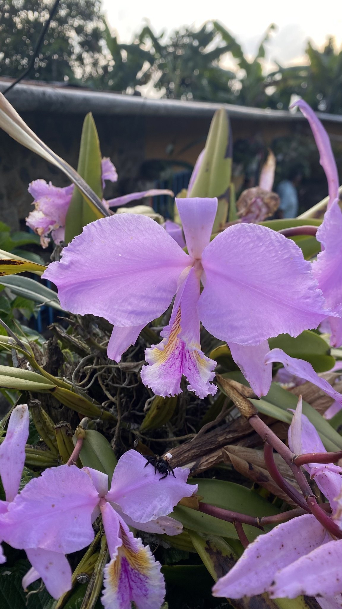 Cattleya mossiae