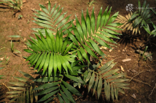 Chamaedorea elegans