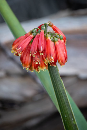 Clivia nobilis