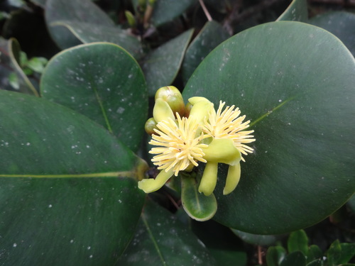 Clusia multiflora