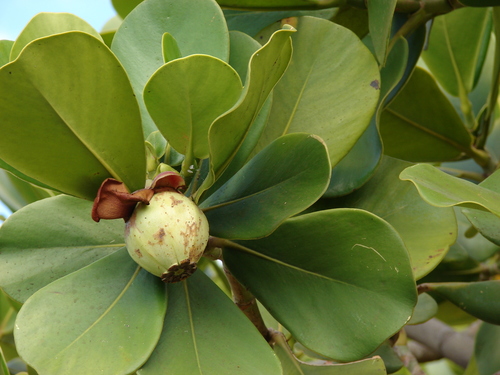 Clusia rosea