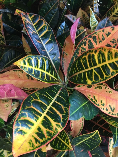 Codiaeum variegatum