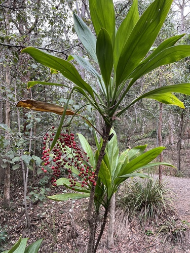 Cordyline manners-suttoniae