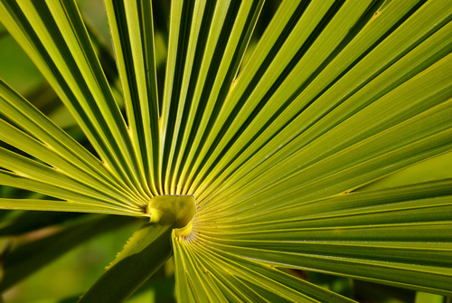 Coryphoideae
