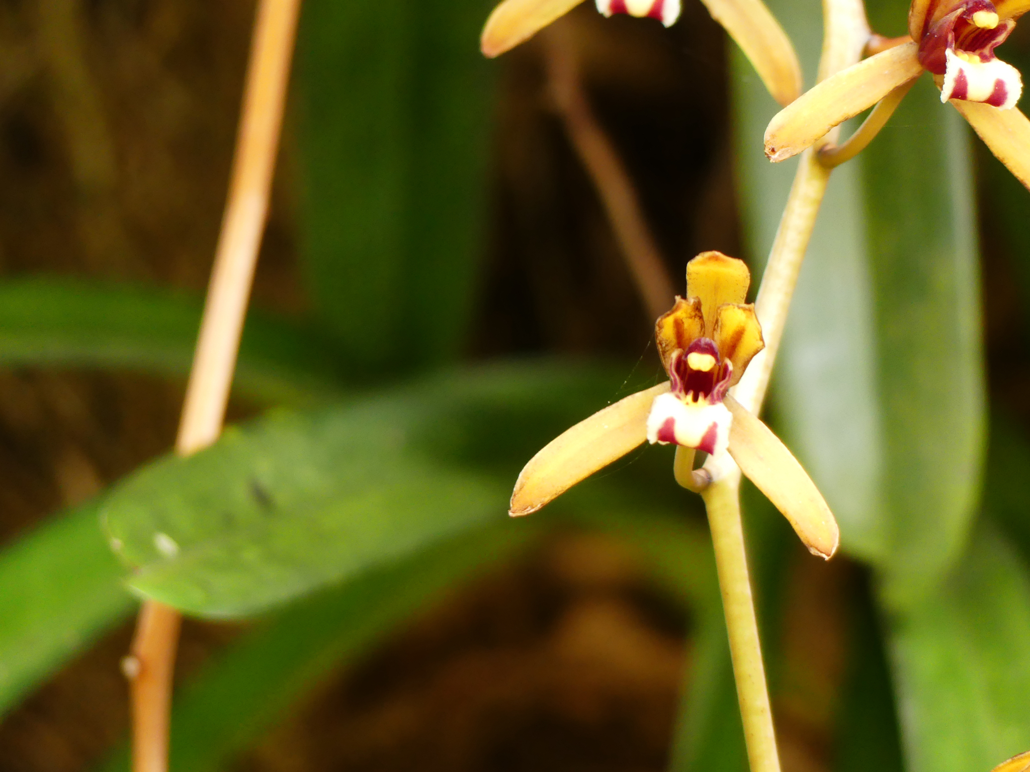 Cymbidium Lovely Smile