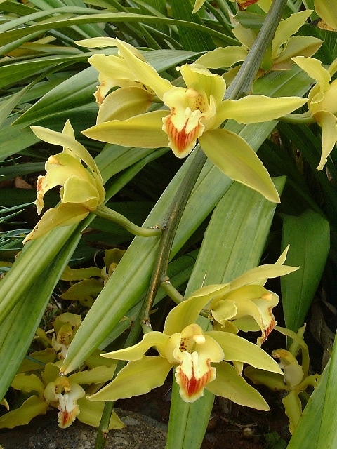 Cymbidium iansonii