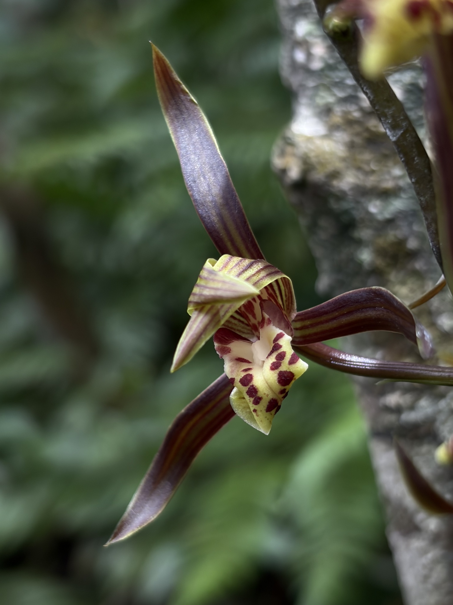Cymbidium sinense