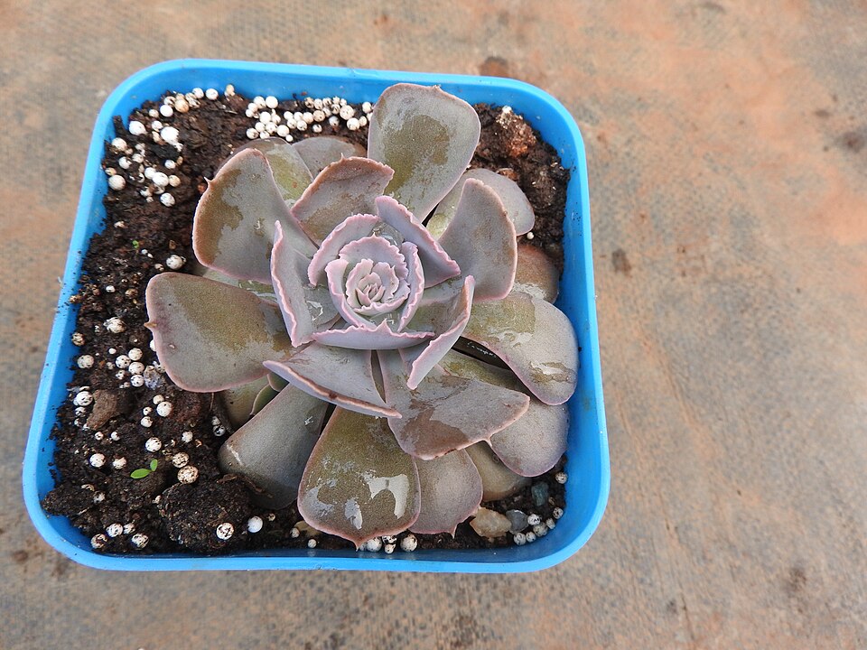 Echeveria hybrid