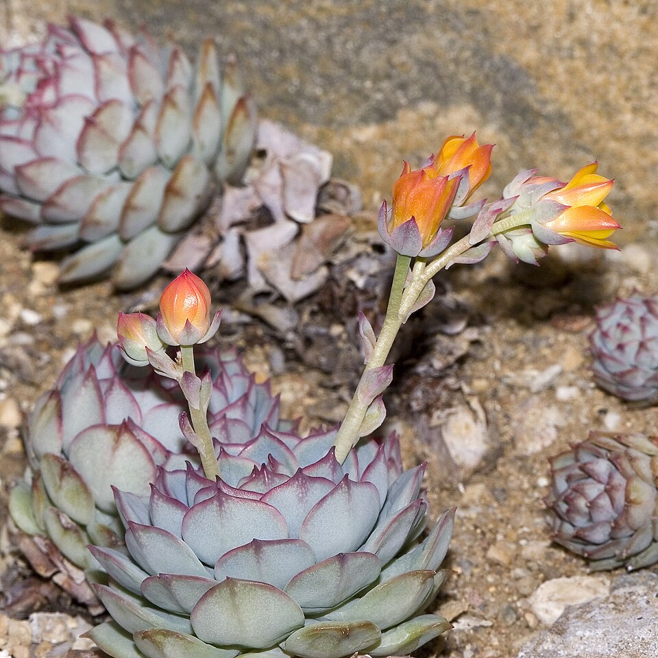 Echeverioideae