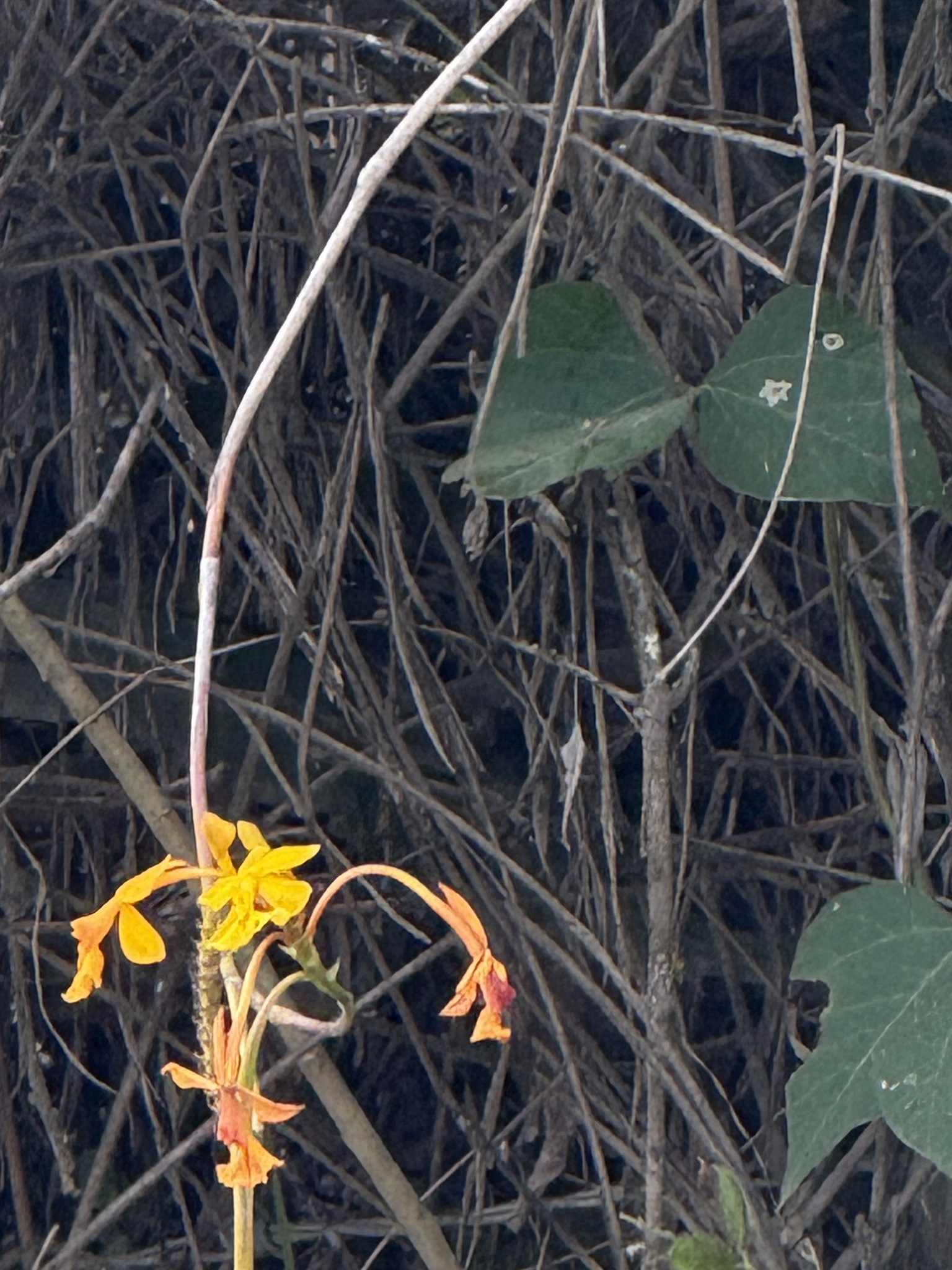 Epidendrum ibaguense