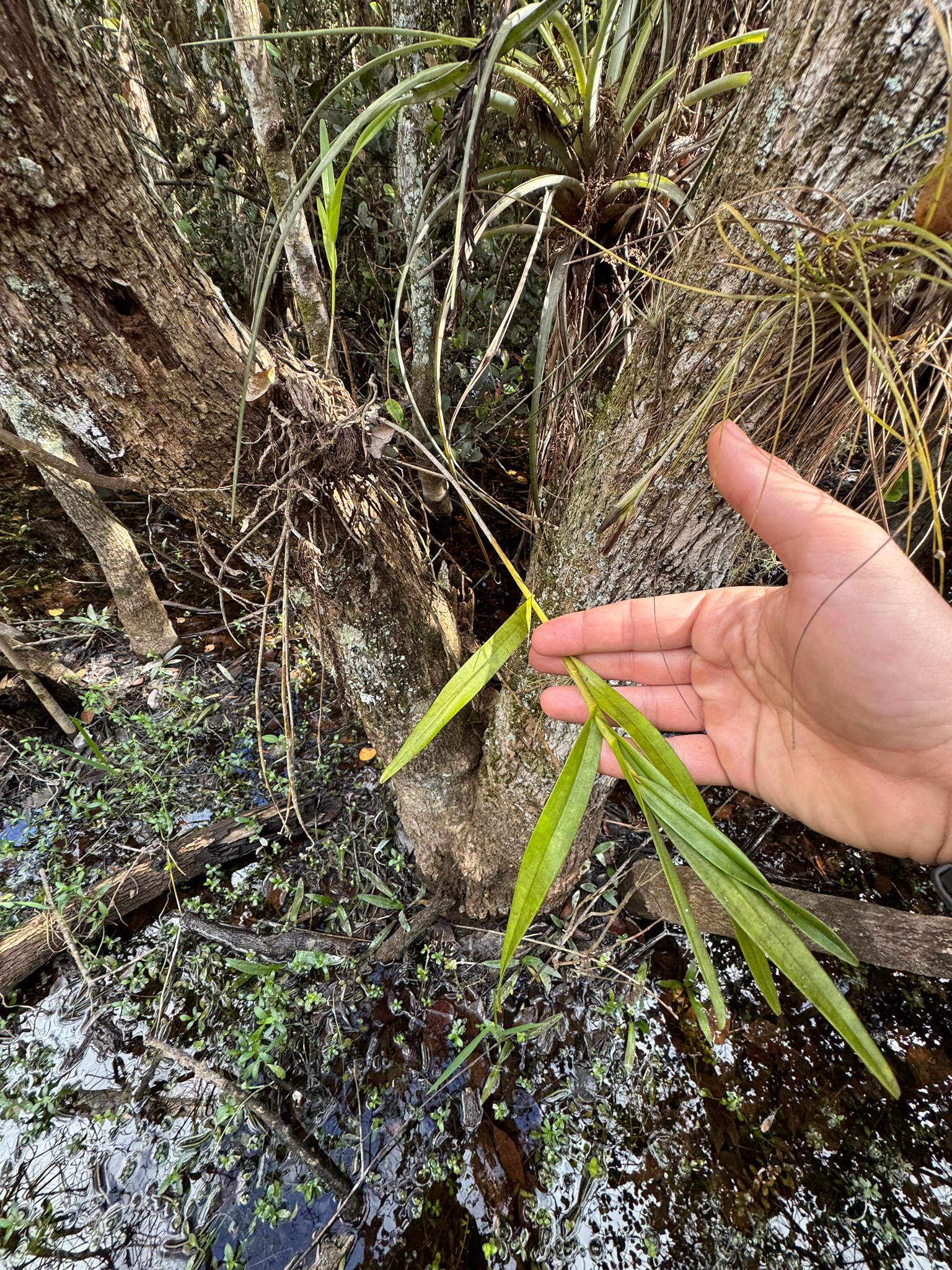 Epidendrum nocturnum