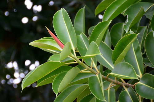 Ficus elastica