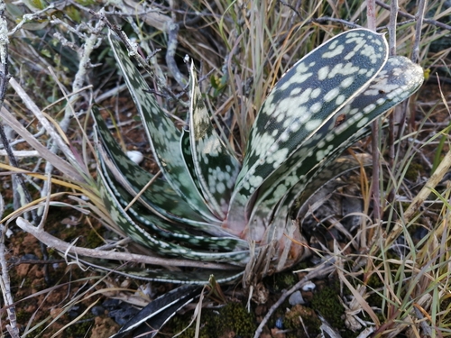 Gasteria bicolor