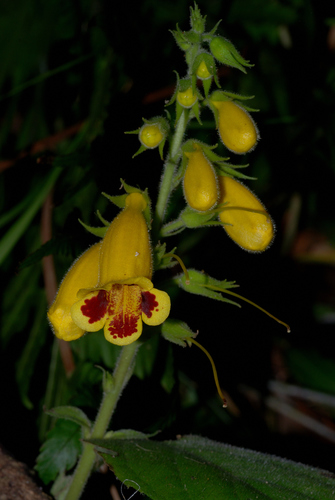 Gesnerioideae