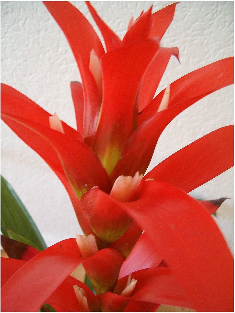 Guzmania hybrid