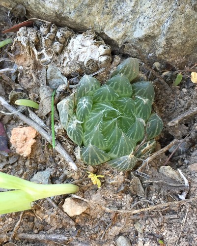 Haworthia cooperi