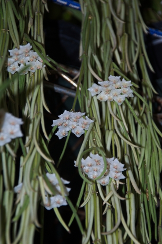 Hoya linearis