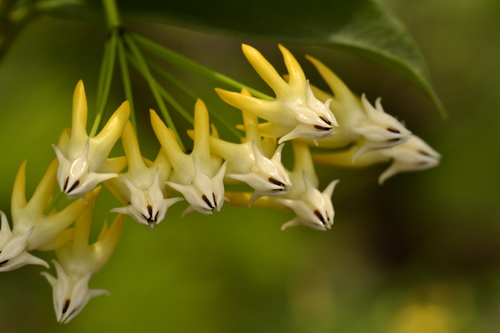 Hoya multiflora