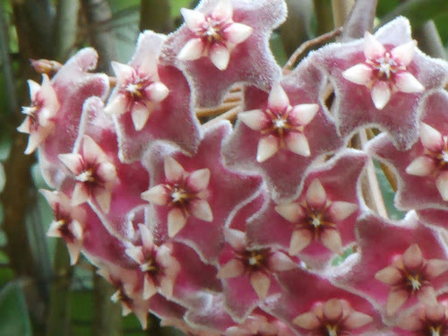 Hoya pubicalyx