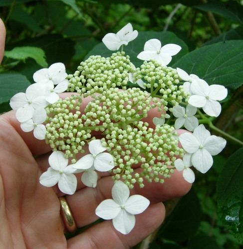 Hydrangea arborescens