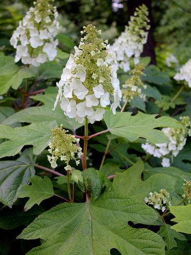Hydrangea quercifolia