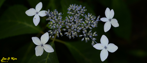 Hydrangea serrata