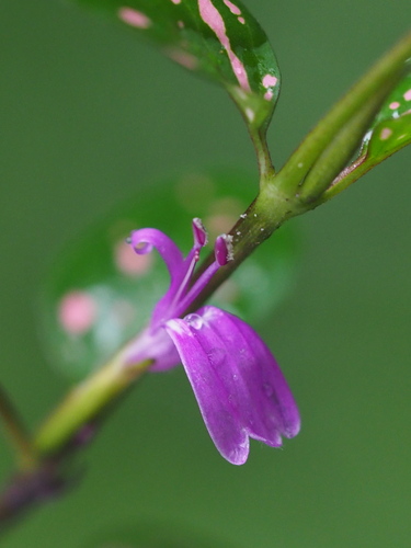 Hypoestes phyllostachya