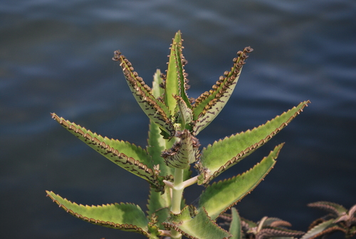 Kalanchoe daigremontiana