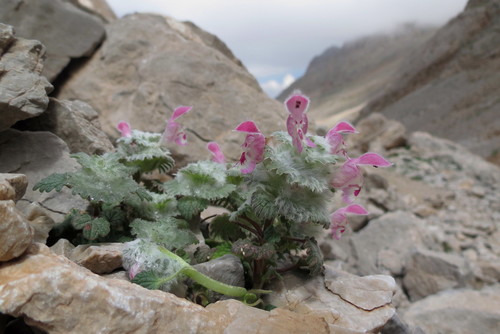 Lamiaceae