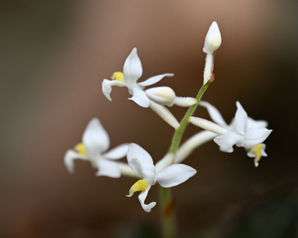 Ludisia discolor 'Alba'