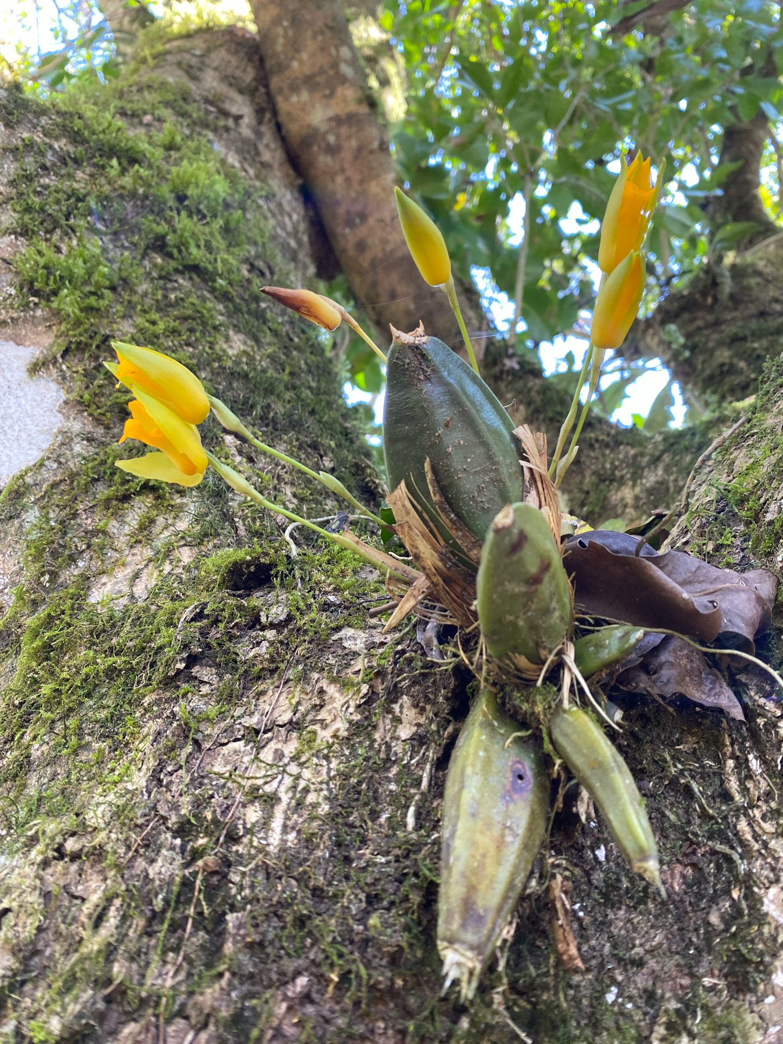 Lycaste aromatica