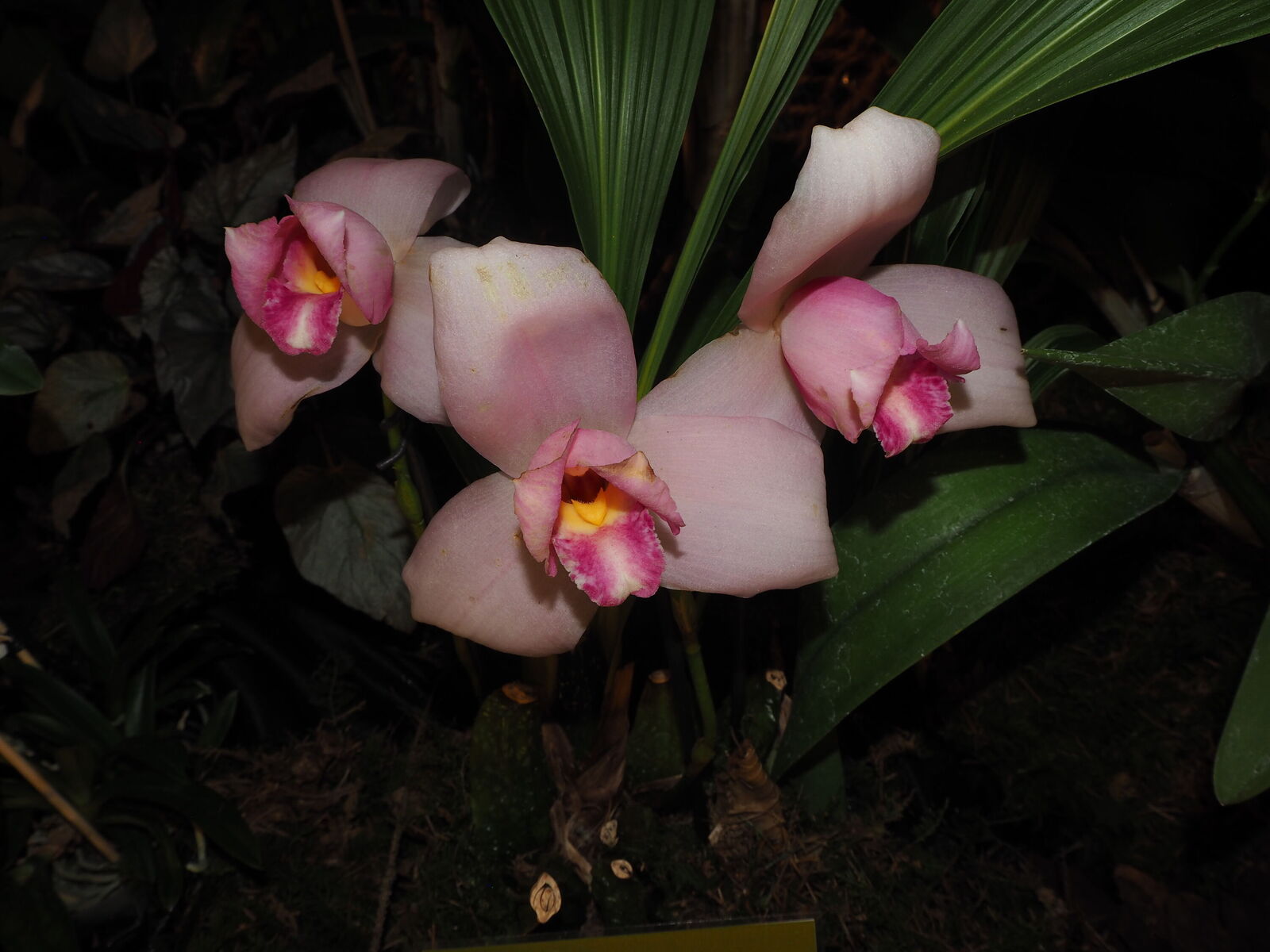 Lycaste virginalis