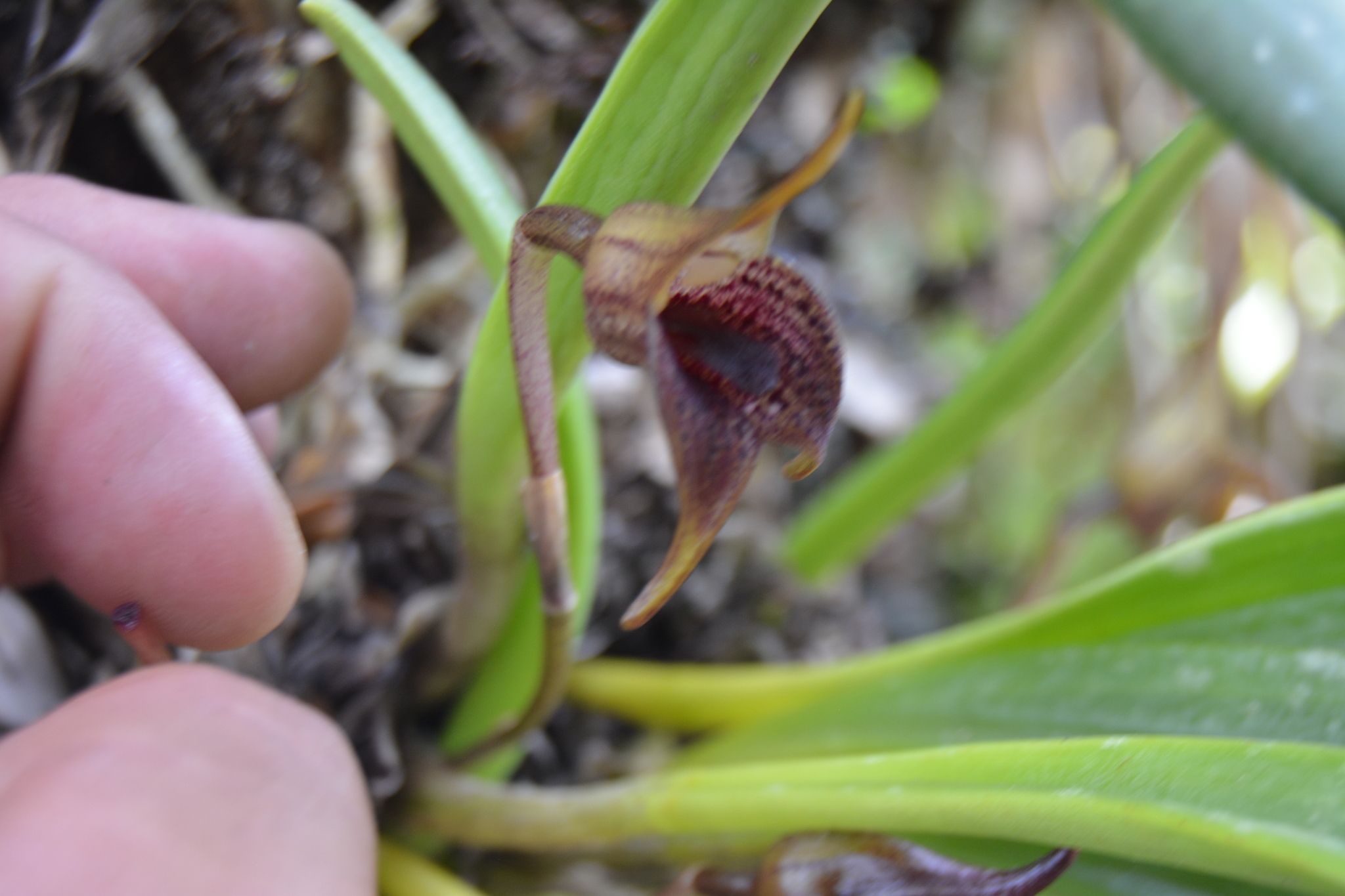 Masdevallia Angel Frost