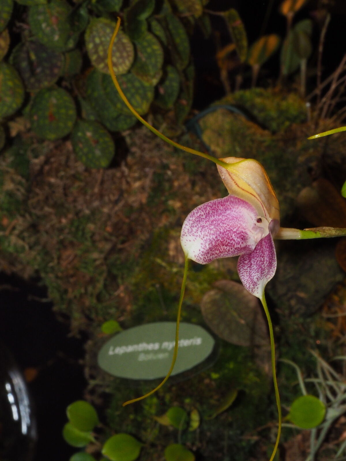 Masdevallia caudata